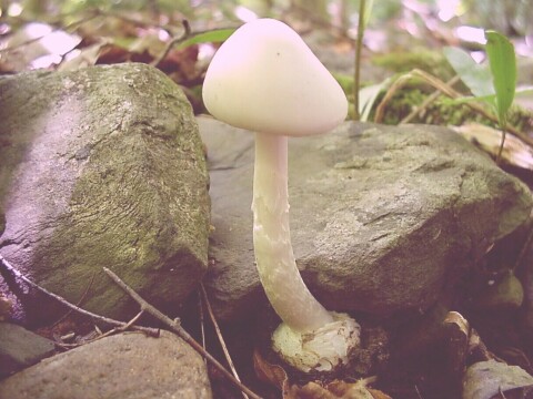 Image - Photo of the deadly poisonous Destroying Angel mushroom (Amanita virosa)