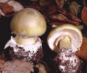 Image - Photo of the deadly poisonous Death Cap mushroom (Amanita phalloides)